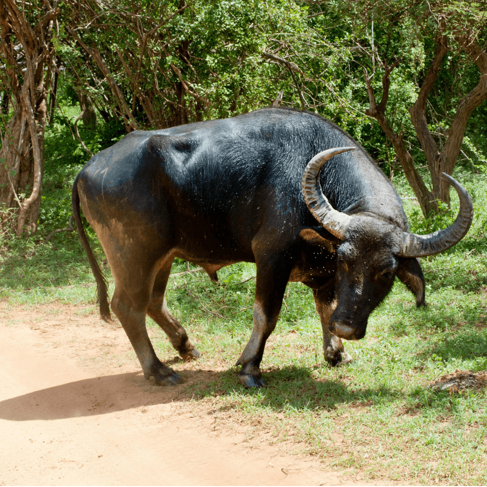 Minneriya National Park